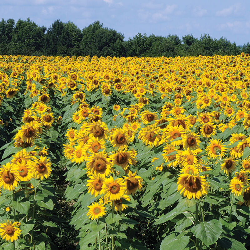 Royal Hybrid® 1121 Sunflower
(F1) Sunflower Seed