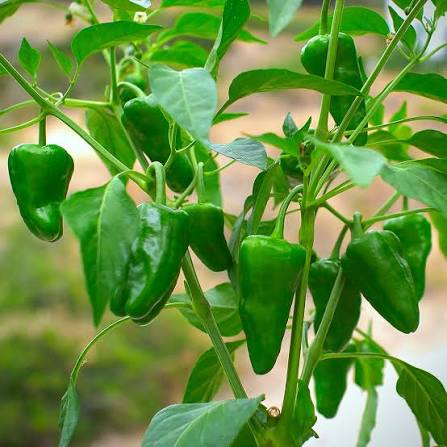Pimento De Padron Pepper