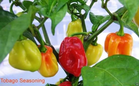 Tobago Seasoning Pepper