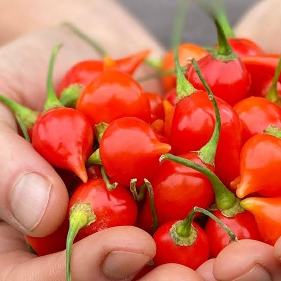 Biquinho Red Pepper