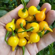 Biquinho Yellow Pepper