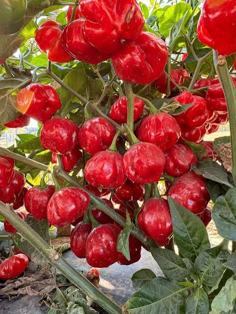 Sweet Bonnet Pepper
