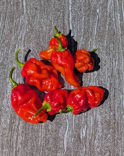botan kosho chilli pepper 