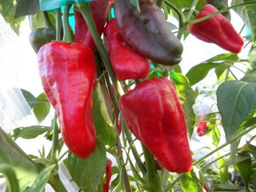 Leutschauer Paprika Pepper