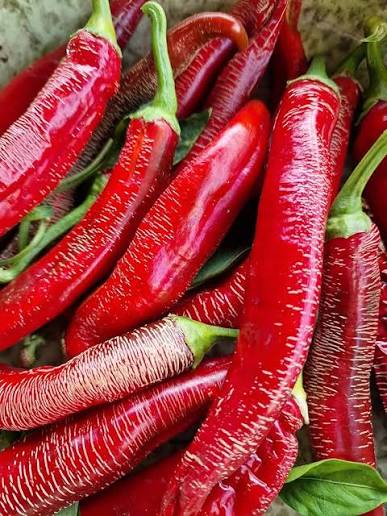 Rezha Macedonian Pepper