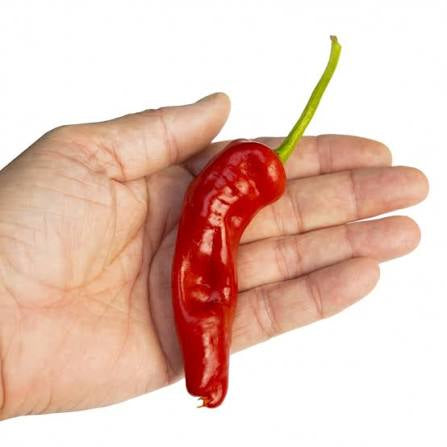 Tunisian Baklouti Pepper