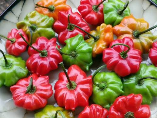 Brazilian Starfish Pepper