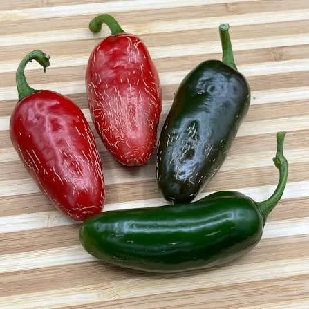 Zapotec Jalapeño Pepper