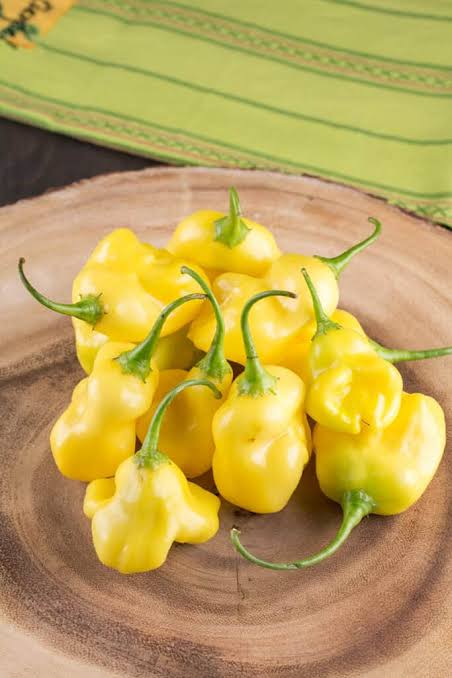 Aji Fantasy Pepper