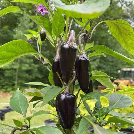 Black Hungarian Pepper