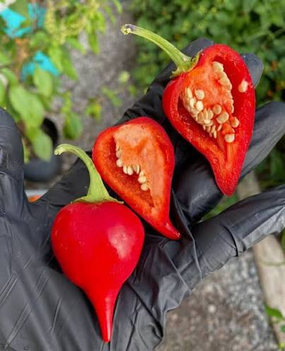 Kalugeritsa Pepper