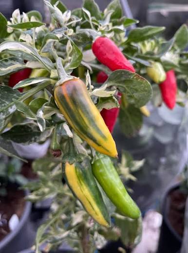Fish Pepper