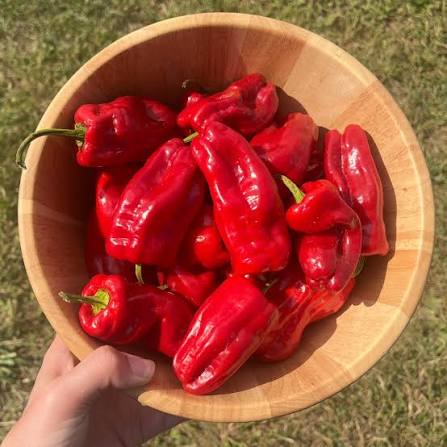 Aleppo Pepper