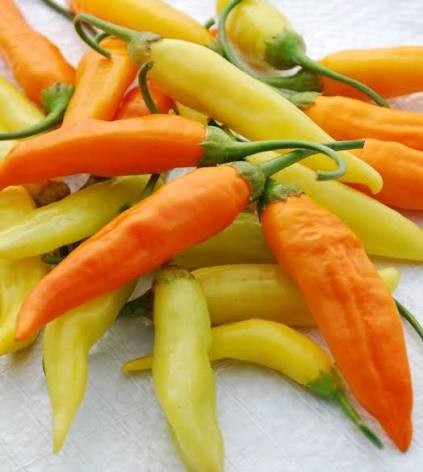 Aji Habanero Pepper