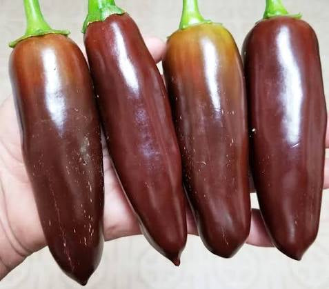 Brown Jalapeño Pepper