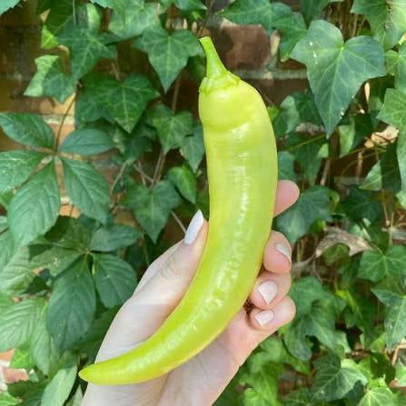 Palmetto Pepper