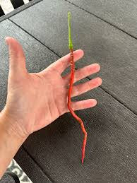 Kaddi Mirchi Pepper