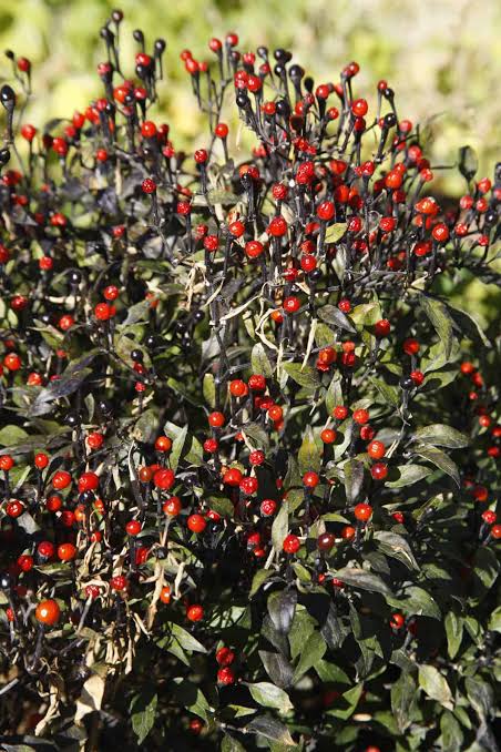 Chiltepin Wild Chile Pepper