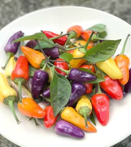 Chinese Five Color Pepper