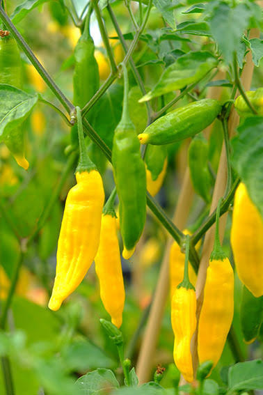Lemon drop Pepper