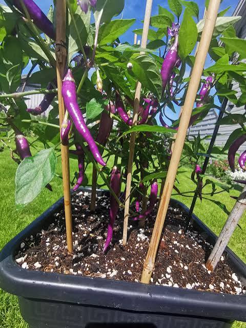 Buena Mulata Pepper