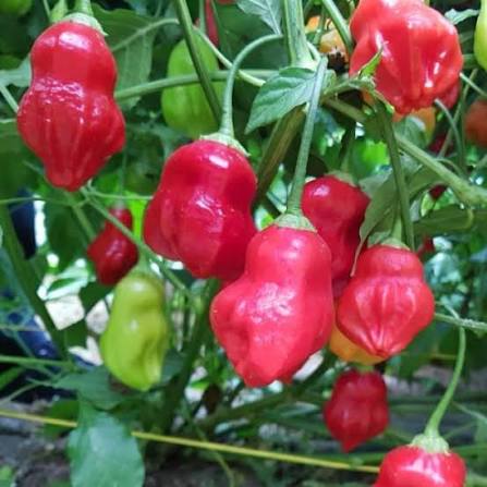 Rain Forest Chili Pepper