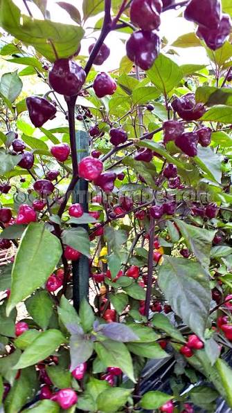 Cheiro Roxa Perfume Pepper