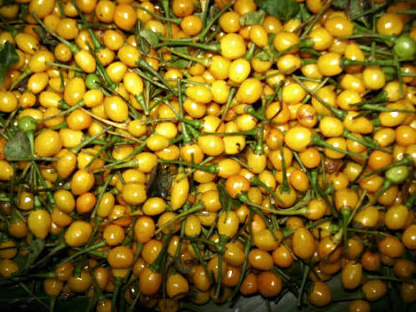 Aji Charapita Pepper