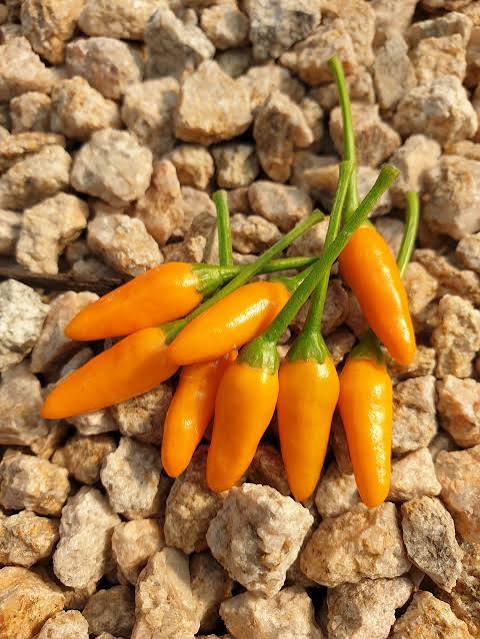 Yellow Piquin Pepper