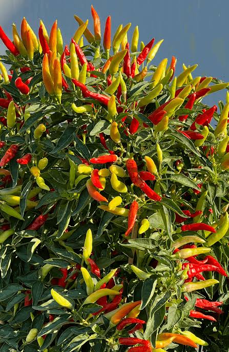 Tabasco Pepper