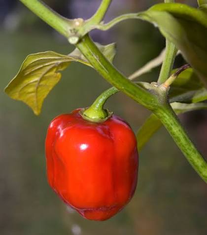 Red Savina Pepper