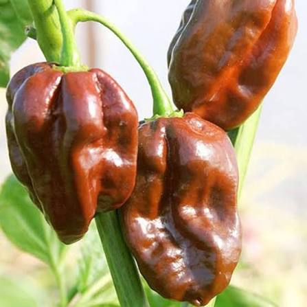 Chocolate Habanero Pepper