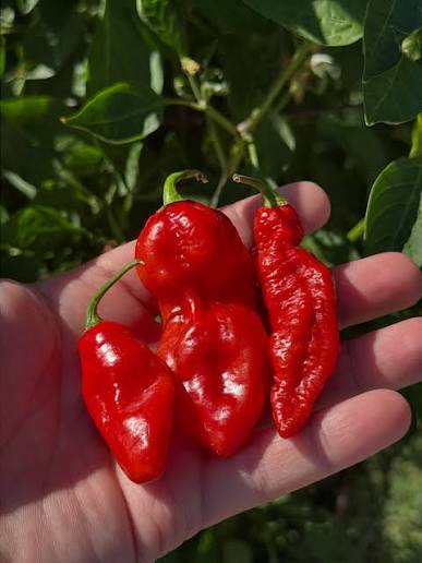 Asante Pepper