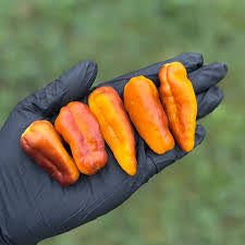 Puma Pepper