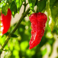 Red Bhut Jolokia Pepper
