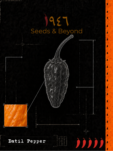 Datil Pepper