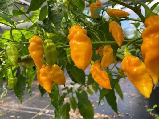 Datil Pepper