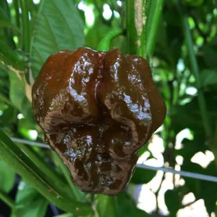 Chocolate Trinidad Scorpion