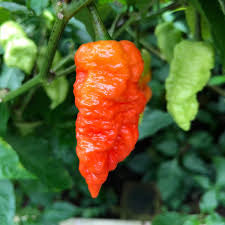 Death Spiral Pepper