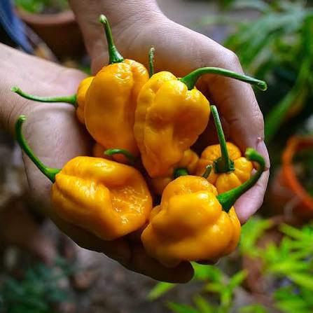 Yellow Seven Pots Pepper