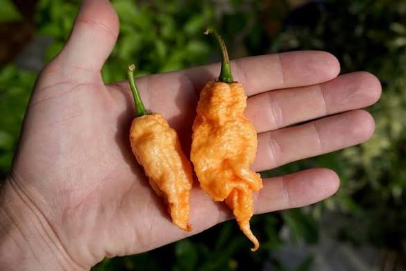 Jay’s Peach Bhut Jolokia Pepper