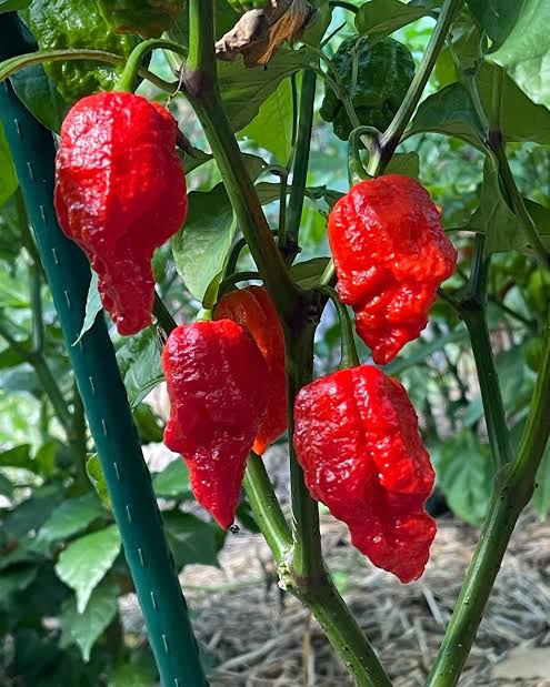 Apocalypse Scorpion Pepper