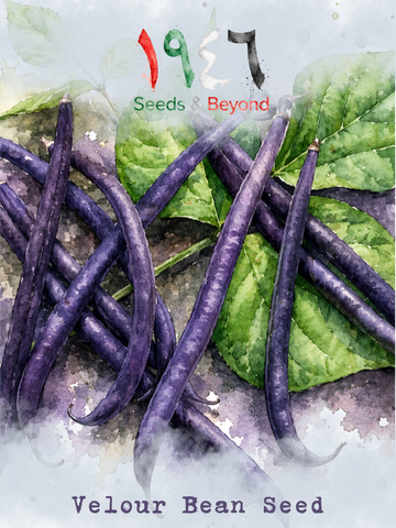 Velour
Bean Seed