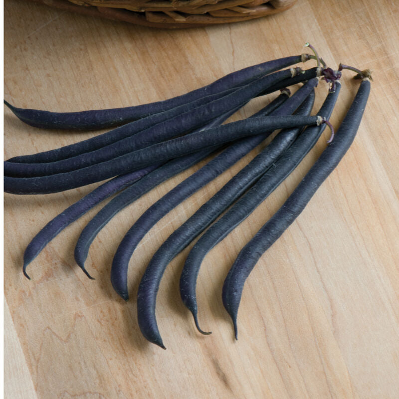 Velour
Bean Seed