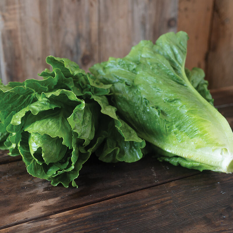 Chalupa
Organic Pelleted Lettuce Seed