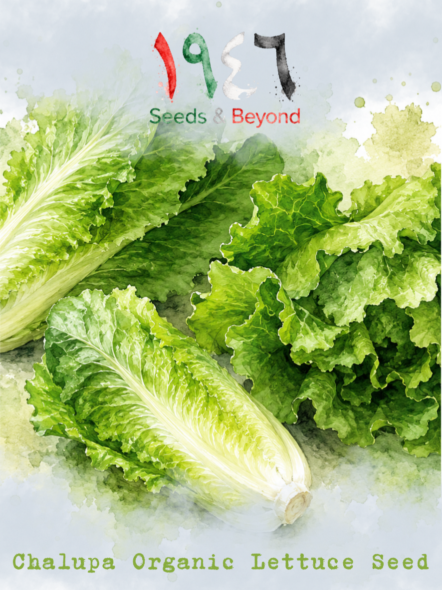 Chalupa
Organic Pelleted Lettuce Seed