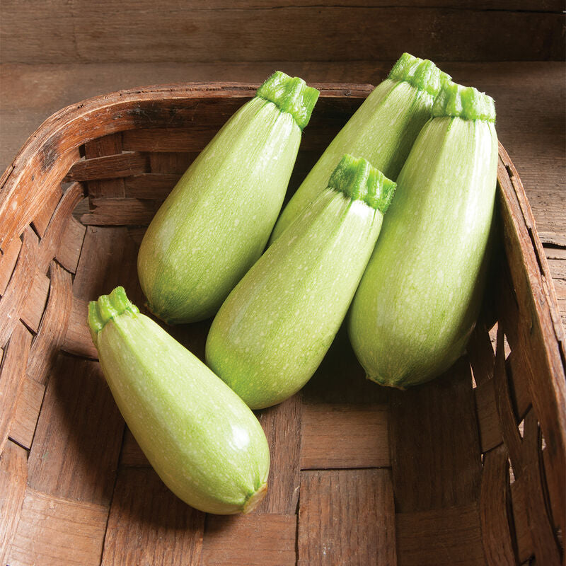 Magda
(F1) Zucchini Squash Seed