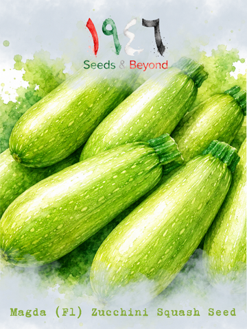 Magda
(F1) Zucchini Squash Seed