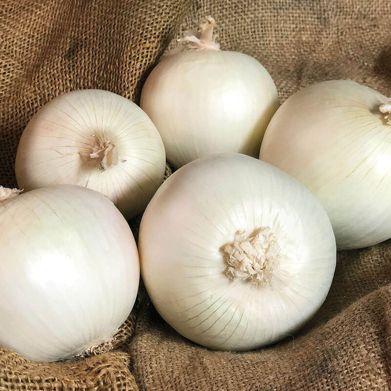 White Ace
(F1) Onion Seed
