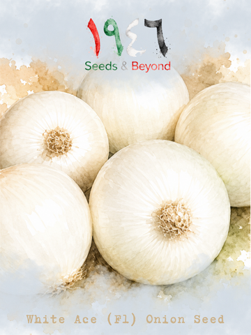 White Ace
(F1) Onion Seed